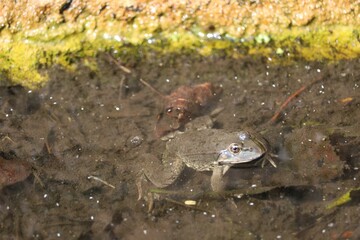 Grenouille
