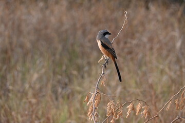 A beautiful long tailed shrike bird is seen perched on a dry twig