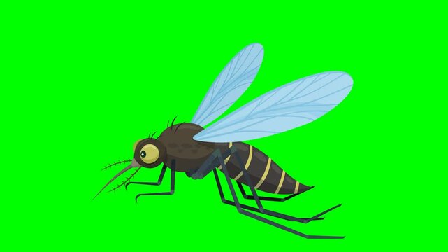 Animation loop of a flying cartoon tiger mosquito (green screen, white background and mask for transparency)