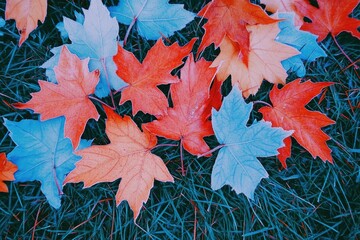 Vivid autumn leaves scattered on a teal grass