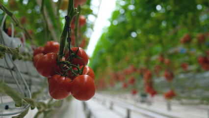 Fresh ripe tomatoes growing on vines inside a modern greenhouse, showcasing sustainable farming practices and controlled environment agriculture.