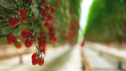 Close-up of ripe cherry tomatoes growing in a modern greenhouse, showing rows of vibrant plants cultivated through sustainable farming practices.