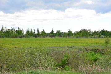 A landscape of a green field with a line of trees and yellow flowers under a cloudy sky