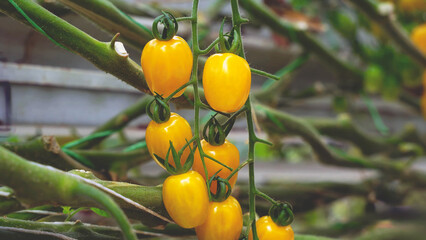 Close-up of ripe yellow cherry tomatoes growing on the vine in a greenhouse, highlighting organic farming, freshness, and sustainable agriculture.