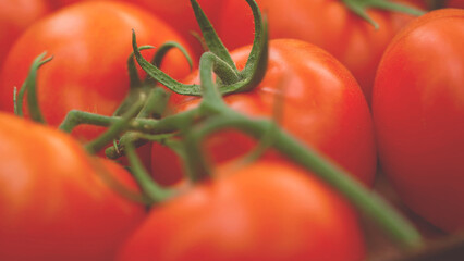 Extreme close-up of fresh ripe tomatoes on the vine, showing vibrant colors and texture, symbolizing organic farming, freshness, and healthy natural produce.