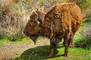 A Bison wandering about in search of food.