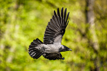 crow in flight