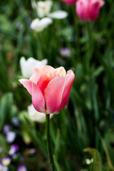 Tulipani arancioni e bianchi in un giardino di primavera 