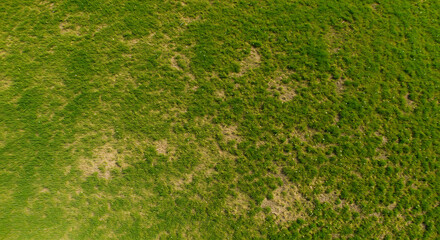 Patches of vibrant green lawn