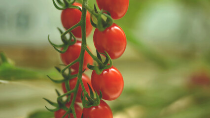 Close-up of vibrant red cherry tomatoes growing on the vine in a greenhouse, symbolizing organic farming, freshness, and healthy nutrition.