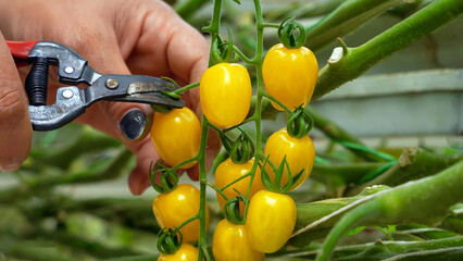 Close-up of hands harvesting yellow tomatoes with pruning shears in a greenhouse, highlighting organic farming, fresh produce, and sustainable agricultural practices.