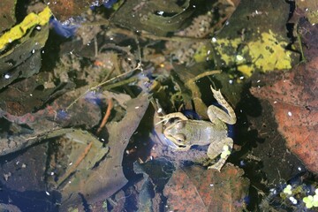 Grenouille