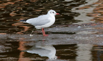 seagull on a rock