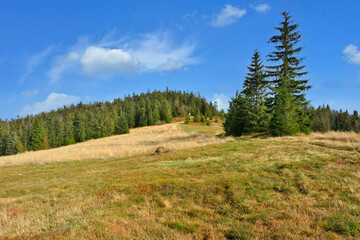 Autumn hills,l yellow grass and trees with blue sky and sunlight, Gorce mountains, Poland