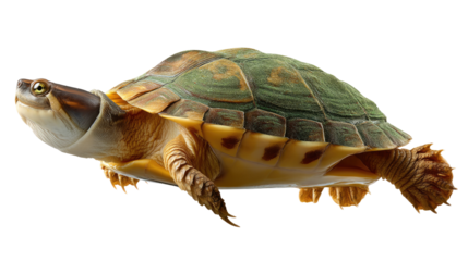 Turtle in Motion: A captivating image of a turtle in mid-swim, showcasing its sleek shell and powerful limbs, against a white background, emphasizing its natural elegance and grace.