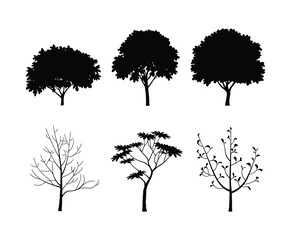 Silhouette of Linden Tree Isolated on White Background