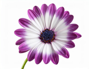 Obraz premium violet white osteosperumum flower african daisy isolated on white background