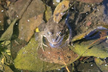Grenouille