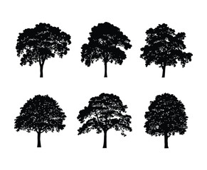 Vector Template of a Linden Tree Silhouette