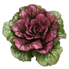 Obraz premium Ornamental cabbage flower isolated on transparent background