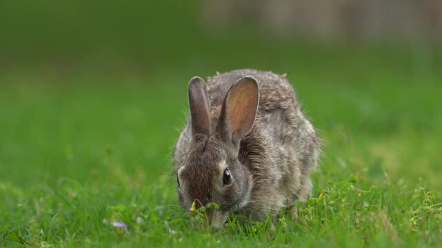 Cute little Rabbit eating grass in the grarden