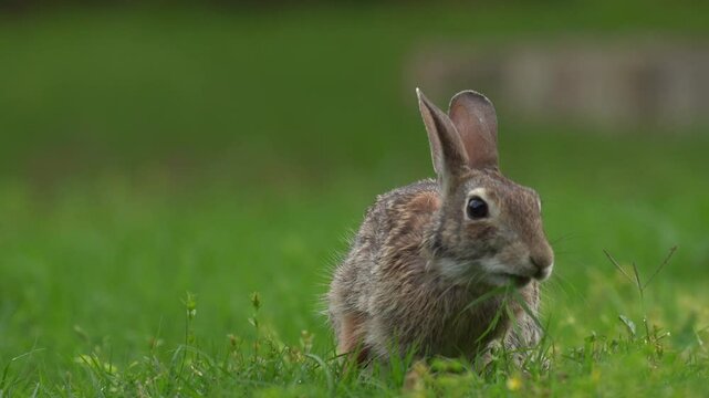 Cute little Rabbit eating grass in the grarden