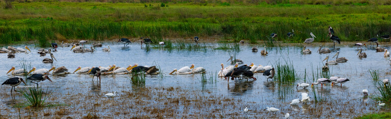 Marabou Stork (Leptoptilos crumeniferus), Pink-backed Pelican (Pelecanus rufescens), Yellow-billed Stork, Mycteria ibis) and other water birds feeding in a waterhole in the Okavango Delta. Botswana.