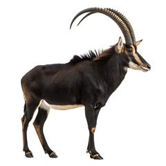 Fototapeta premium A majestic sable antelope exhibiting its elegant horns against a solid isolated on white background
