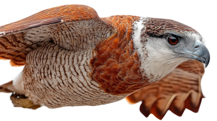 Hawk in Flight: A majestic hawk with piercing gaze and powerful wings soars through the air with unmatched grace and precision, capturing the raw power and freedom of nature's apex predator. 