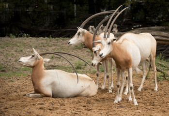 antelope in the zoo