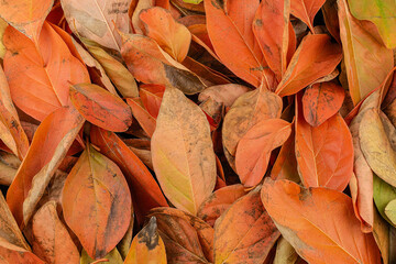 Textured background of tree leaves in shades of green, orange, yellow, and red during spring