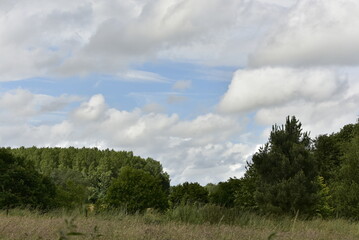 Obraz premium Ciel nuageux au dessus d'une forêt à Écaussinnes-d'Enghien (Soignies)