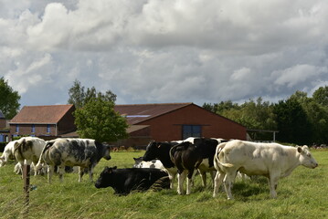 Troupeau de vaches laiti&egrave;res blanches et noires dans l'une des p&acirc;tures &agrave; &Eacute;caussinnes-d'Enghien (Soignies)