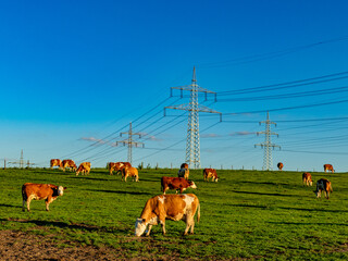 Kühe weiden in der Nähe von Strommasten