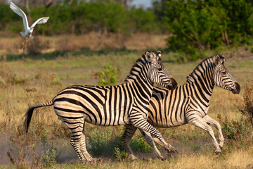 Plains zebra (Equus quagga, formerly Equus burchelli) galloping and have disturbed a Cattle Egret...