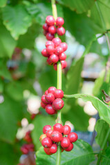 Coffee Berries on a Branch: Close-up of vibrant red coffee berries, symbolizing the rich harvest of coffee. The lush green leaves provides an eye-catching contrast to the ripening berries.