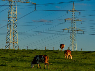 Kühe weiden in der Nähe von Strommasten