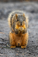 Close-Up Portrait of City Squirrel Eating Nuts