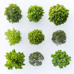 Aerial View of Nine Green Trees Arranged on White Background Studio Shot Minimalist Style Overhead Shot