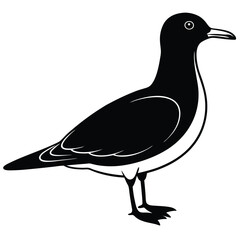 Adobe Illustrator ArtSea Birds, Pelican, Seagull, Crane Backgroundwork