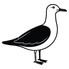 Adobe Illustrator ArtSea Birds, Pelican, Seagull, Crane Backgroundwork