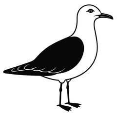 Adobe Illustrator ArtSea Birds, Pelican, Seagull, Crane Backgroundwork