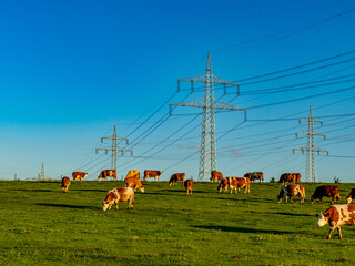 Kühe weiden in der Nähe von Strommasten