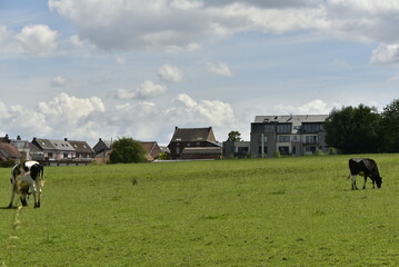 Pâturage sur un grand terrain derrière les maisons traditionnelles à Écaussinnes d'Enghien 