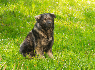 Portrait of Sarplaninac dog, Yugoslav mountain and shepard dog.