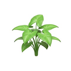 Potted Arrowhead Vine Plant