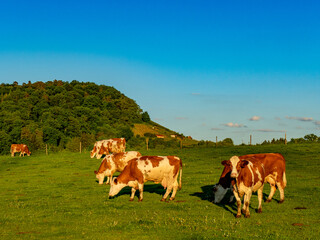 Kühe grasen auf einer Weide am Abend