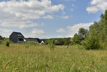 Champ de blé près d'un lotissement résidentiel à Écaussinnes d'Enghien 