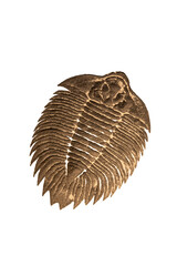 Fossilized trilobite isolated on a white background © wannasak