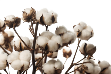 Cotton isolated on white background. PNG